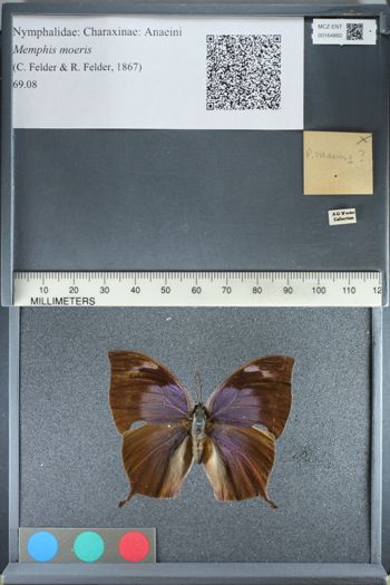 Media type: image;   Entomology 164860